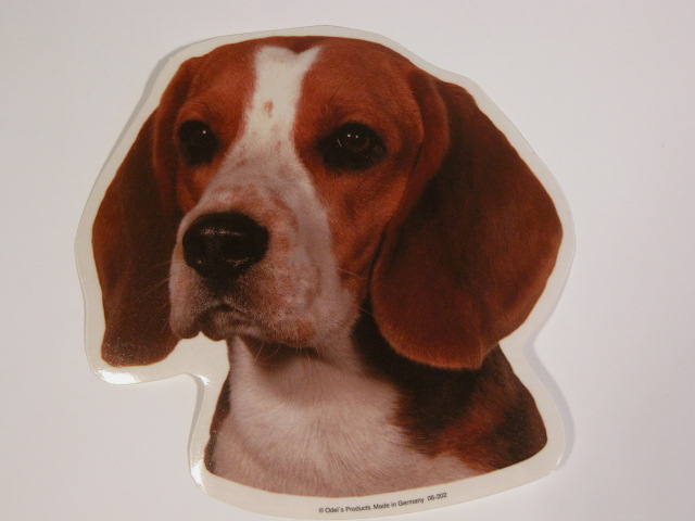 Beagle, hv. Vælg: Klistermærke, nøglering, broche, slipsenål, mm.