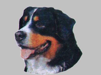 Berner Sennenhund, hv. Vælg: klistermærke, nøglering, broche, slipsenål, mm