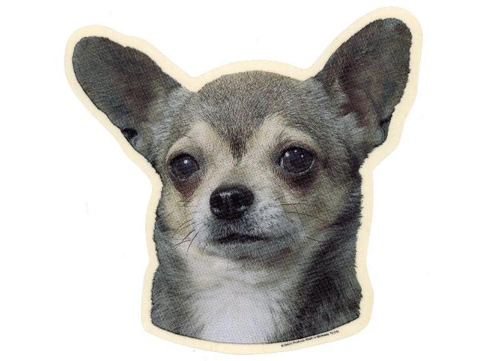 Chihuahua, korthåret, hv. Vælg: klistermærke, nøglering, broche, slipsenål, mm.