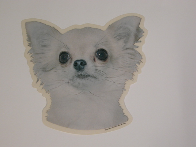 Billede af Chihuahua, langhåret, hv. Vælg: klistermærke, nøglering, mm.