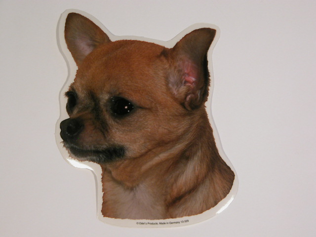 Chihuahua, korthåret, rød, hv. Vælg: klistermærke, nøglering, mm.