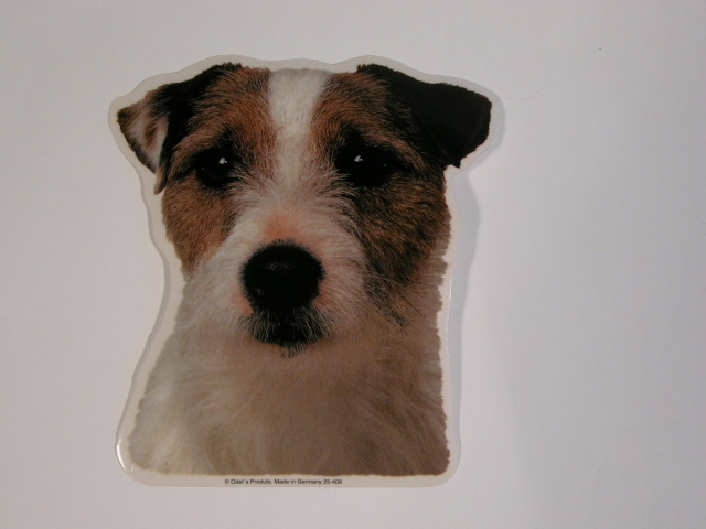 Jack Russell Terrier, ruhåret, hv. Vælg: klistermærke, nøglering, broche, slipsenål, mm.