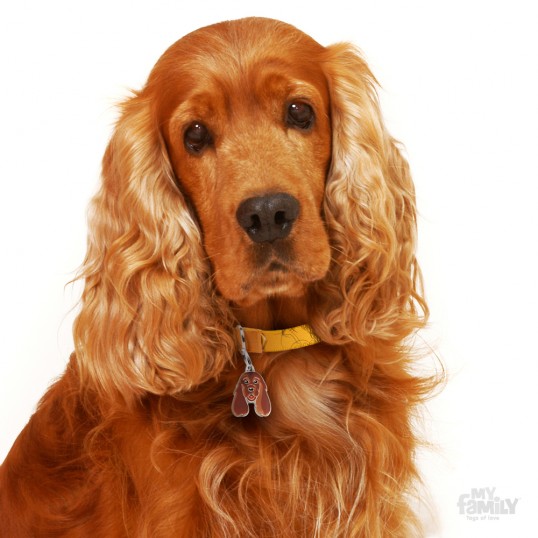 HundetegnCockerSpanielgolden-01