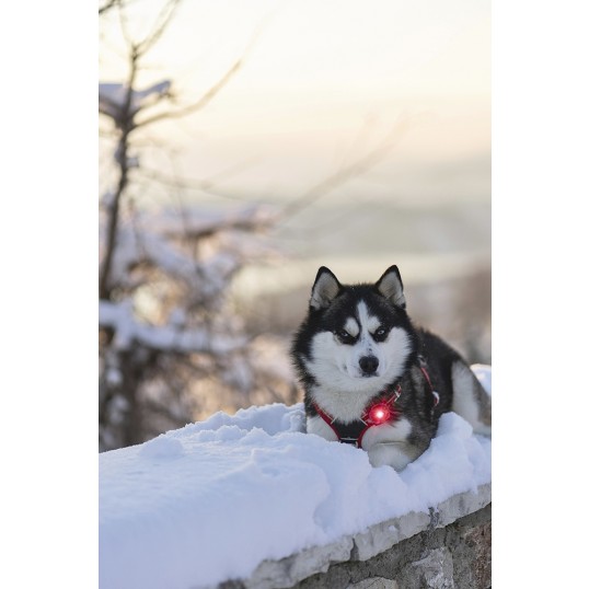 OrbilocDogDualhundelygteMangefarver-01