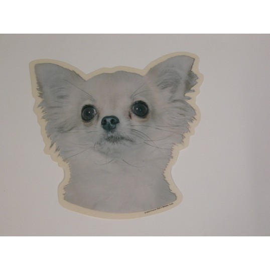  Chihuahua, langhåret, hv. Vælg: klistermærke, nøglering, mm.