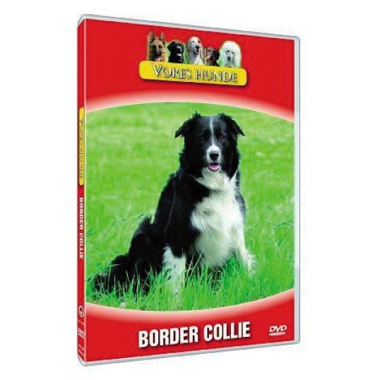 Vores hunde - Border Collie