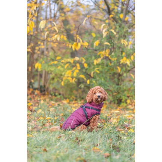 Pirouvinterjakkemedhundesele-01