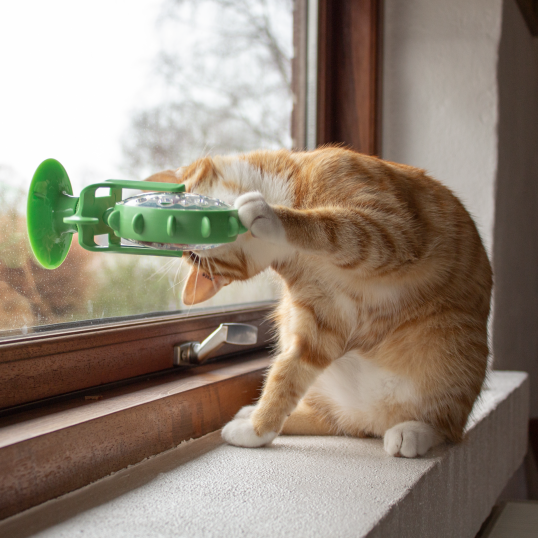 SnackhjultilkatAktivitet-01