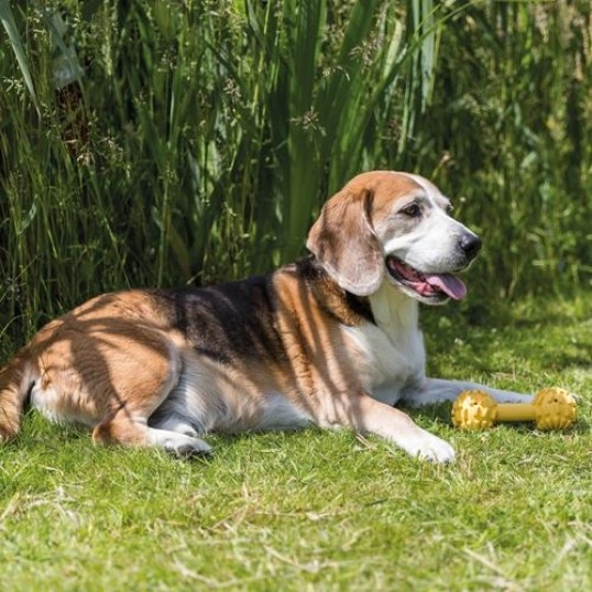 HndvgtimassivtgummimedklokkeVelegnettilblindehunde-01