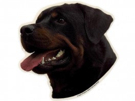 RottweilerhanhvVlgklistermrkengleringmm-20