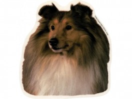 ShetlandSheepdoghvVlgklistermrkengleringbrocheslipsenlmm-20