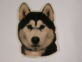 SiberianHuskyhvVlgklistermrkengleringbrocheslipsenlmm-20