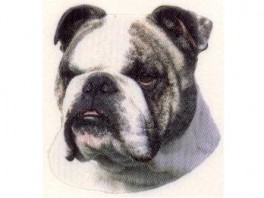 EngelskBulldoghvVlgklistermrkengleringmm-20