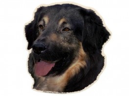 HovawarthvVlgklistermrkengleringbrocheslipsenlmm-20