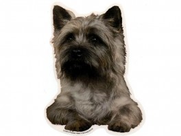 CarinTerrierLyshvVlgklistermrkengleringbrocheslipsenlmm-20