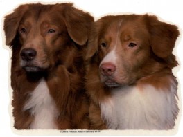 NovaRetriever2hvVlgklistermrkengleringbrocheslipsenlmm-20