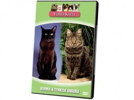 VoresKatteBurmaTyrkiskAngora-20