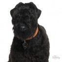 Hundetegn, Russian Terrier, black 
