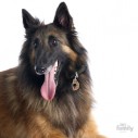 Hundetegn, Belgian Shepherd 