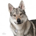 Hundetegn, Czechoslovakian Wolfdog 