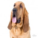 Hundetegn, Bloodhound 