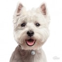 Hundetegn, West Highland White Terrier 