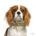Hundetegn, Cavalier King Charles, Flere farver.