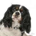 Hundetegn, Cavalier King Charles, Flere farver.