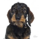 Hundetegn, Dachshund, Flere varianter.