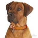 Hundetegn, Rhodesian Ridgeback 