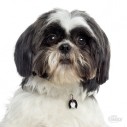 Hundetegn, Shih Tzu, Flere farver. 