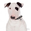 Hundetegn, Bull Terrier.White