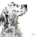 Hundetegn, English Setter 