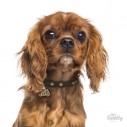 Hundetegn, Cavalier King Charles, Flere farver.