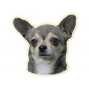 Chihuahua, korthåret, hv. Vælg: klistermærke, nøglering, broche, slipsenål, mm.