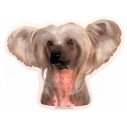  Chinese Crested. Vælg: klistermærke, nøglering, mm.