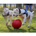 Jolly Pets Push-n-Play Ball