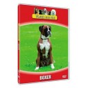 Vores hunde - Boxer