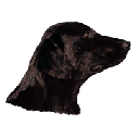 Flat Coated Retriever, hv. Vælg: klistermærke, nøglering, broche, slipsenål, mm.